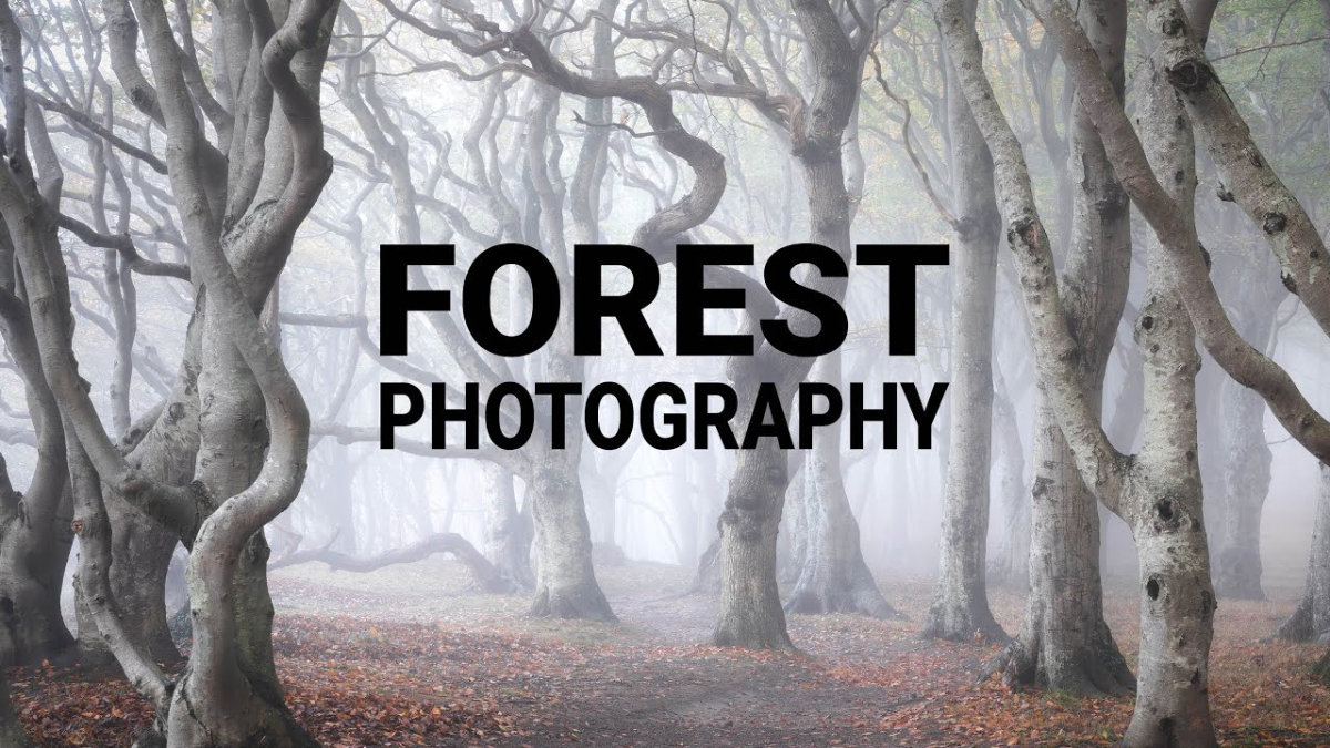 Forest Photography